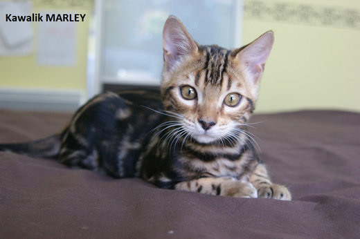 Chatons bengal marble, marble bengal kitten
