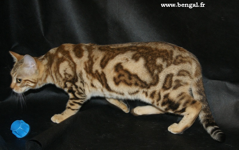 marbled bengal