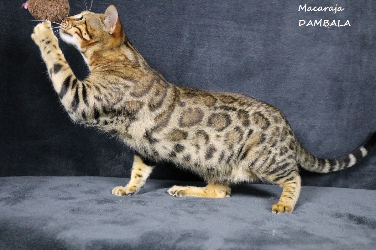 bengal brown a rosettes