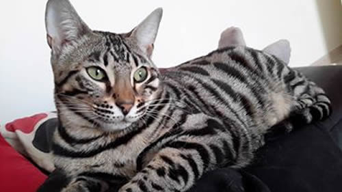 chatonne bengal