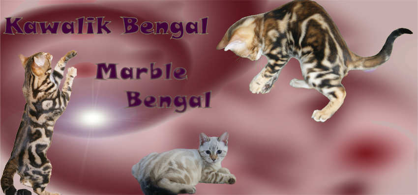 chat bengal marble